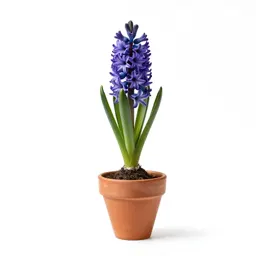 Tassel hyacinth