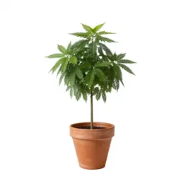 Telegraph plant