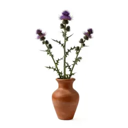 Thistle