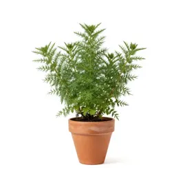 Threadleaf groundsel