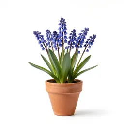 Throatwort