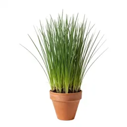 Timothy