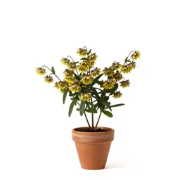 Trailing arbutus
