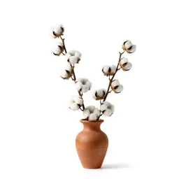 Tree cotton