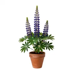 Tree lupine