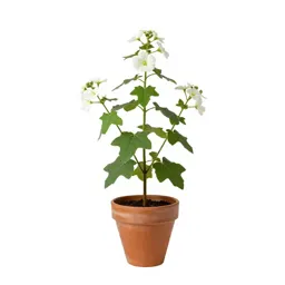 Tree mallow