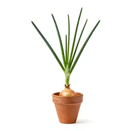 Tree onion