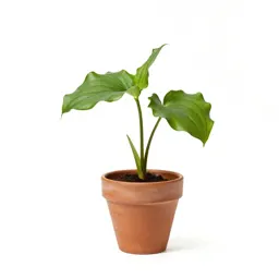 Trillium