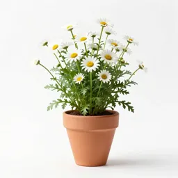 Turfing daisy