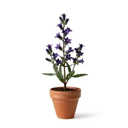 Tussock bellflower