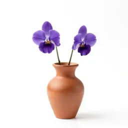 Two-eyed violet