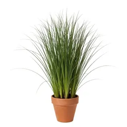 Velvet grass