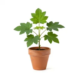 Velvetleaf