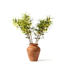Vernal witch hazel