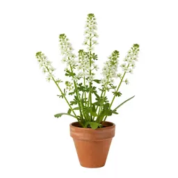 Water pimpernel