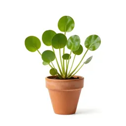Water shamrock