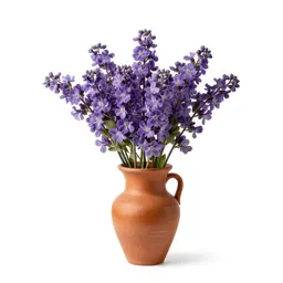 Water violet
