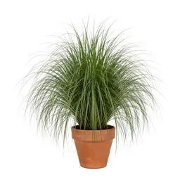 Weeping love grass