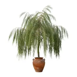 Weeping tree broom