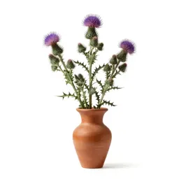 Welted thistle