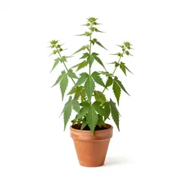 Western mugwort