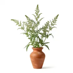 Western ragweed