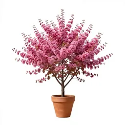 Western redbud