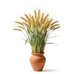 Western wheatgrass