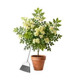 White broom