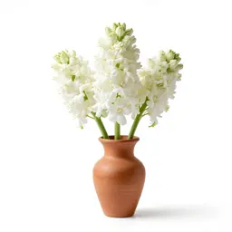 White camas