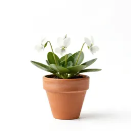 White dogtooth violet