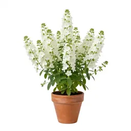 White false indigo