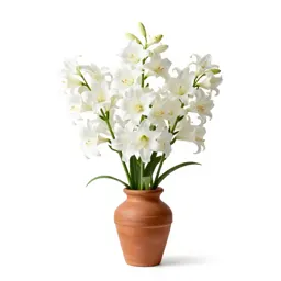 White globe lily