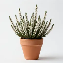 White heather