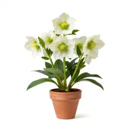 White hellebore