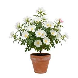 White-leaved rockrose
