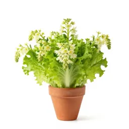 White lettuce