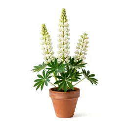 White lupine
