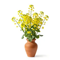 White mustard