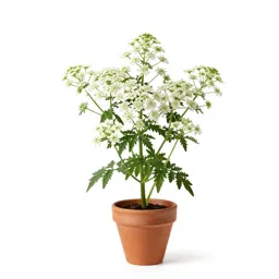 White snakeroot