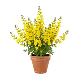 Whorled loosestrife