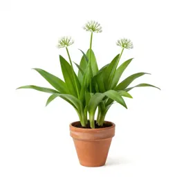 Wild garlic