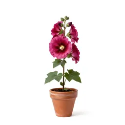 Wild hollyhock