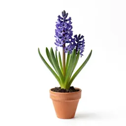 Wild hyacinth