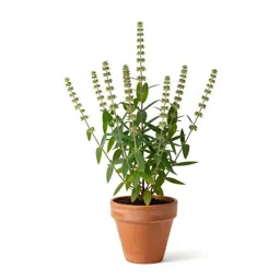 Wild indigo