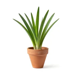 Wild leek
