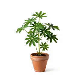 Wild lupine