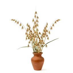 Wild oat
