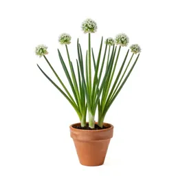 Wild onion
