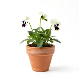 Wild pansy